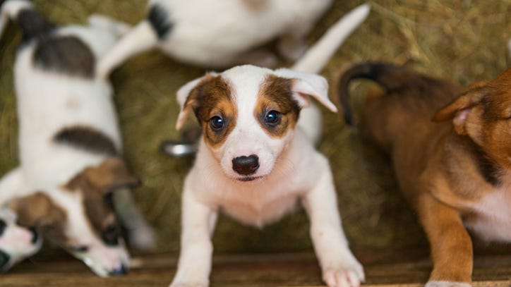 Major pet food recall issued after 70 dogs die, another 80 get sick