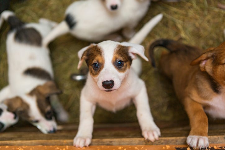 40 animals were removed from Michigan home