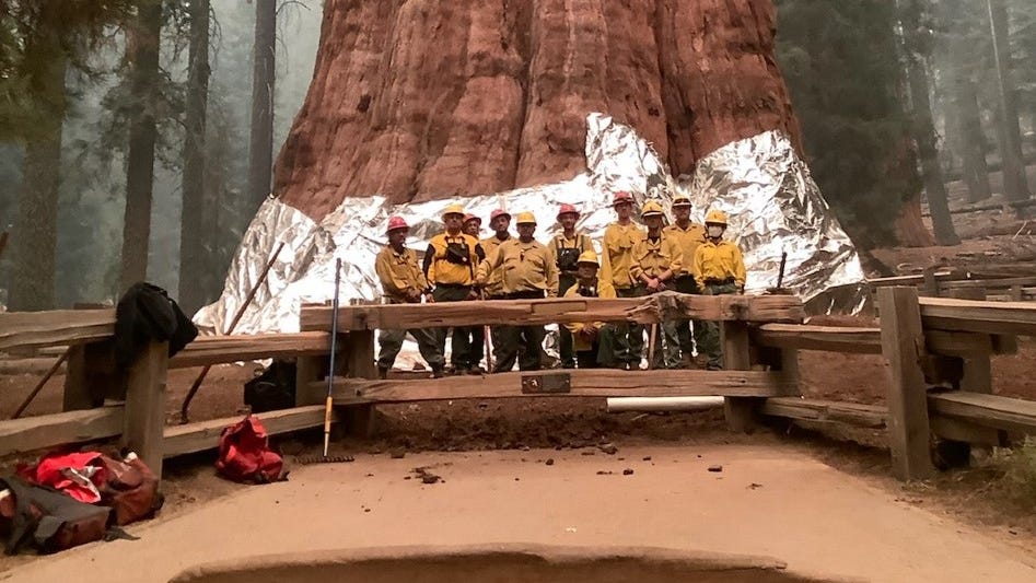 California's giant sequoia trees emerge from KNP Complex fire unscathed