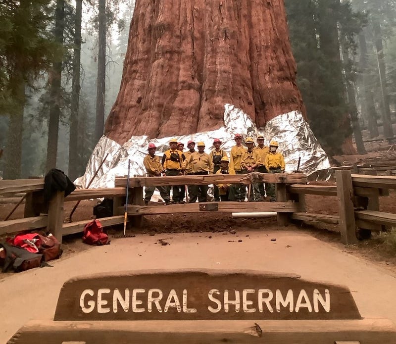Firefighters on the KNP Complex at Sequoia National Park used structure wrap to protect the General Sherman Tree.