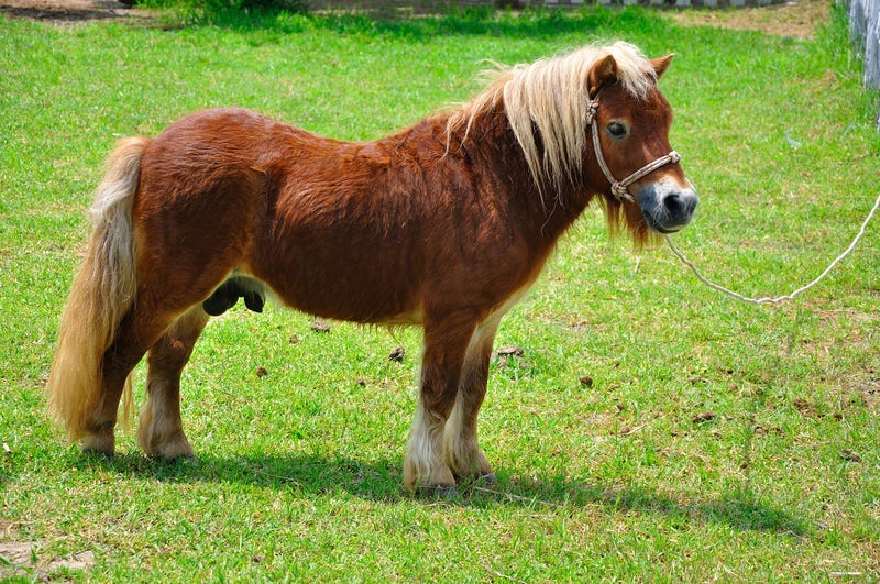 Mini horse in the grass
