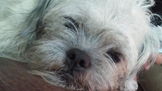 Elmhurst police seek car stolen from parking lot with dog inside
