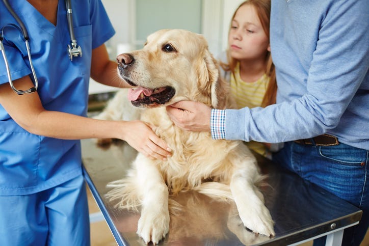 Sick Dog