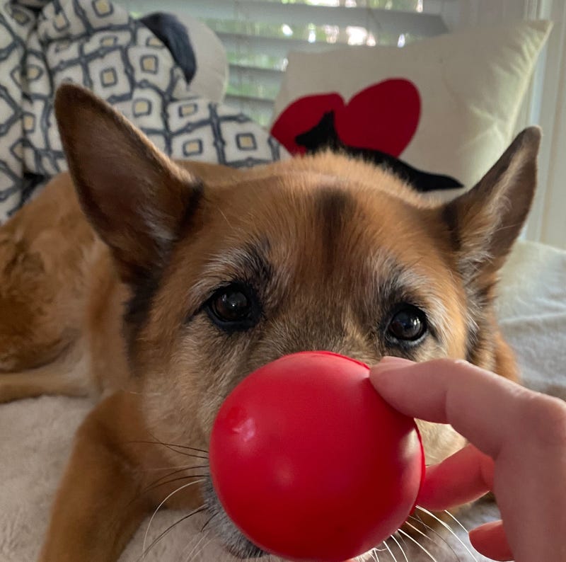 Do you see a DOG or a CLOWN