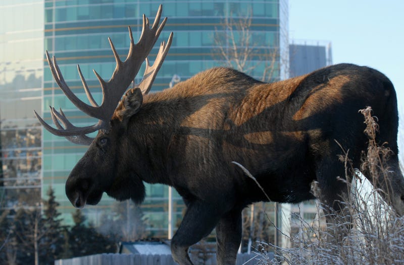 A bull moose browsed in Cuddy Family Midtown Park in Anchorage, Alaska, b
