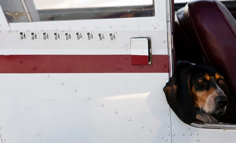 Honey Bee, a blue tick coon hound, hangs her head out of Sam Taylor's Piper Cherokee plane after flying from the Spirit of St. Louis Airport to the Midwest National Air Center in Mosley, Missouri, on Wednesday, May 16, 2012. Stickers on the plane's side r