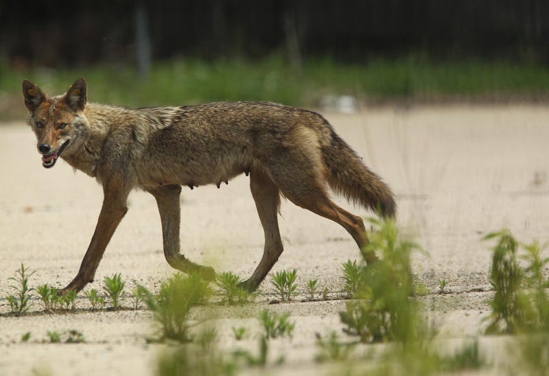 Coyote