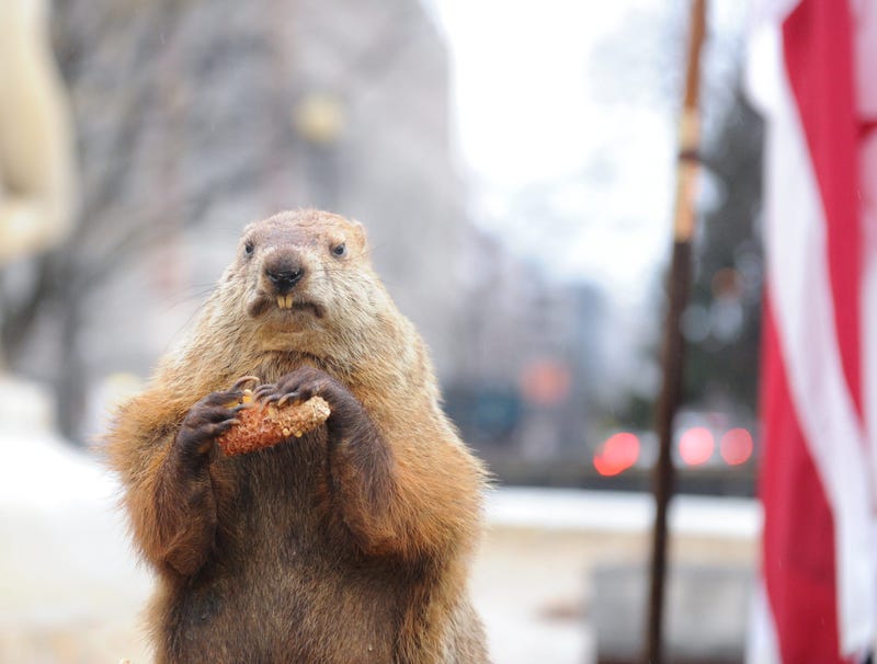 groundhog