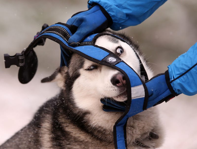dog harness