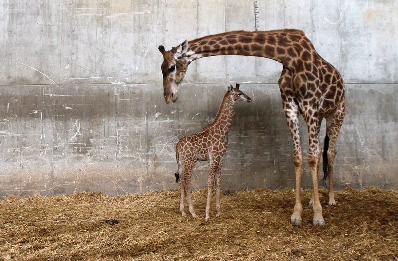 Giraffes