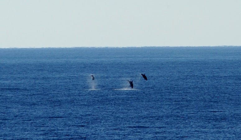 whaes, whale watching, backflips, california