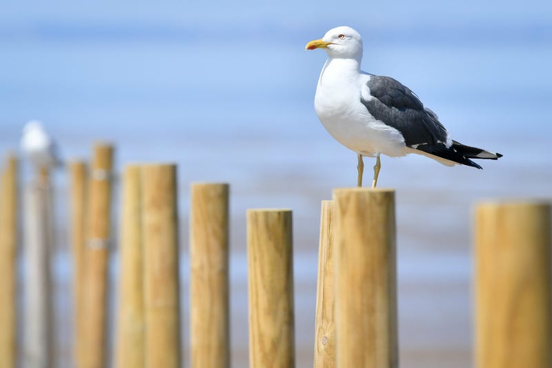 seagull