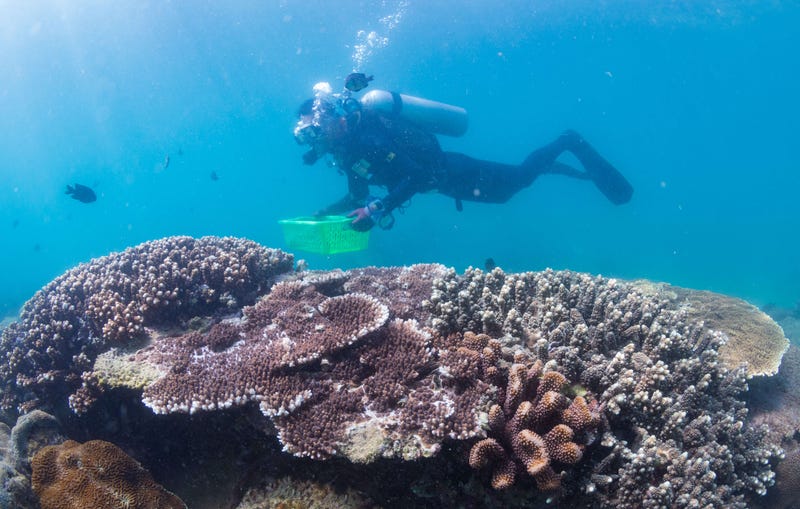 Coral reef 