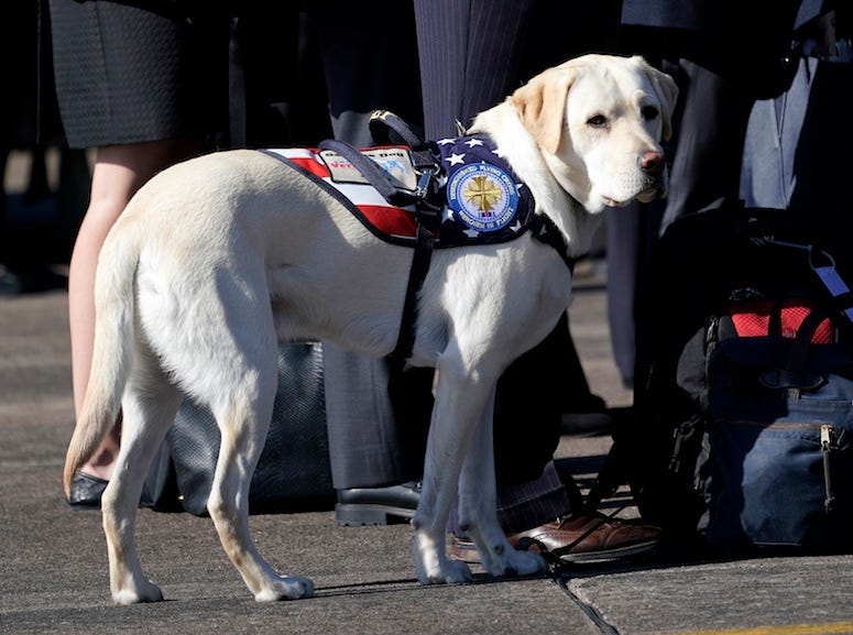 George Bush, Sully, Service Dog, Service Members, Yellow Labrador Retriever