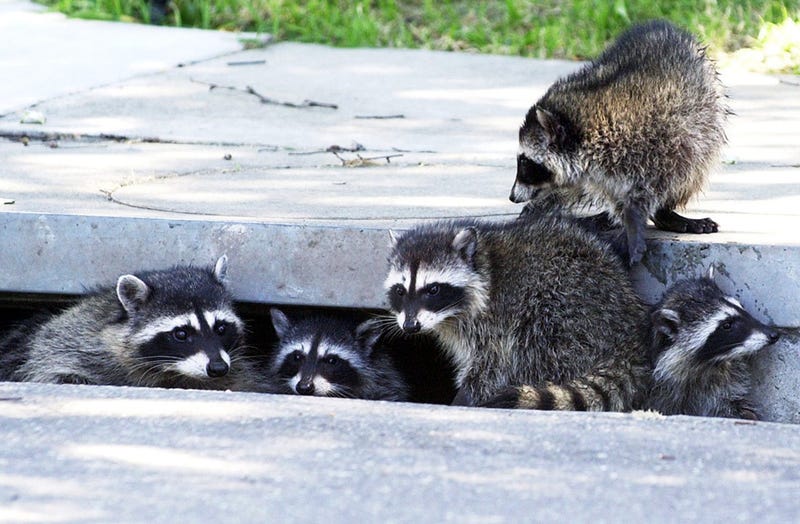raccoons