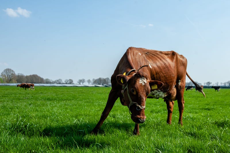 cow