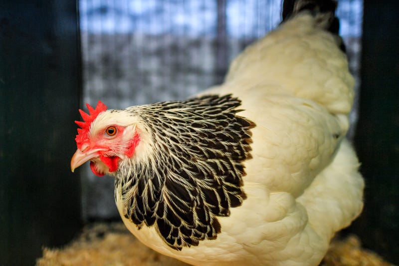 chicken