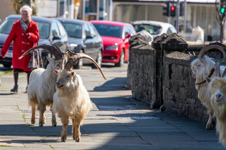 Mountain Goats, Trinity Square, Llandudno, north Wales, Town, 2020