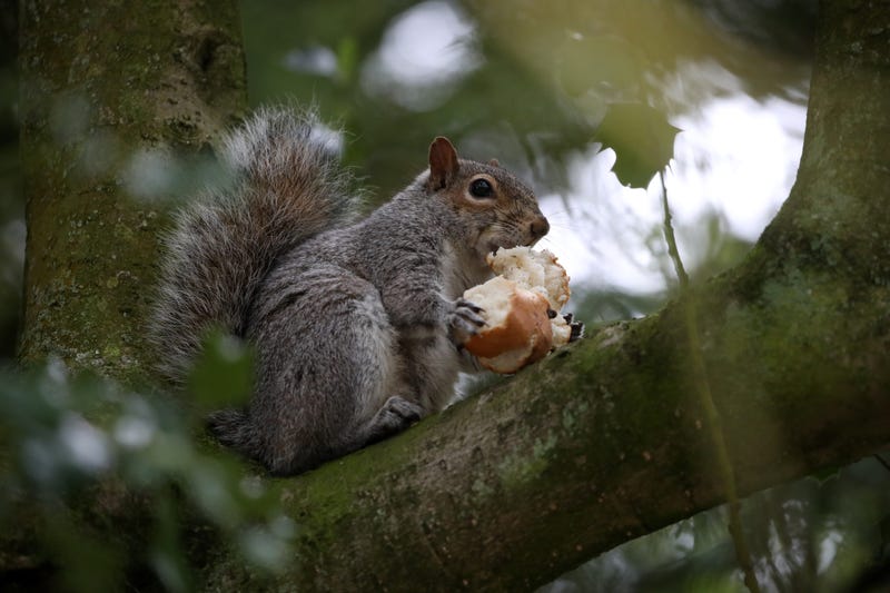 squirrel
