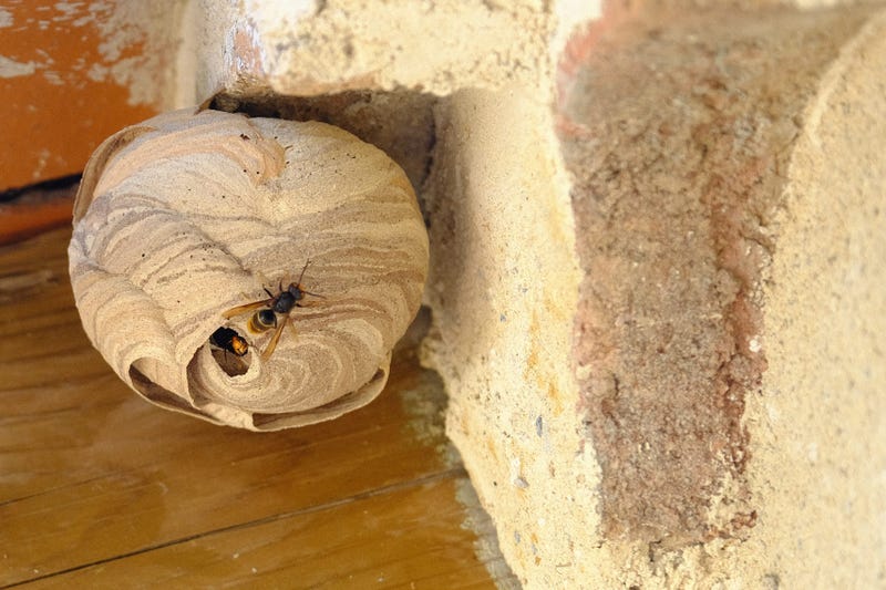 Murder Hornet