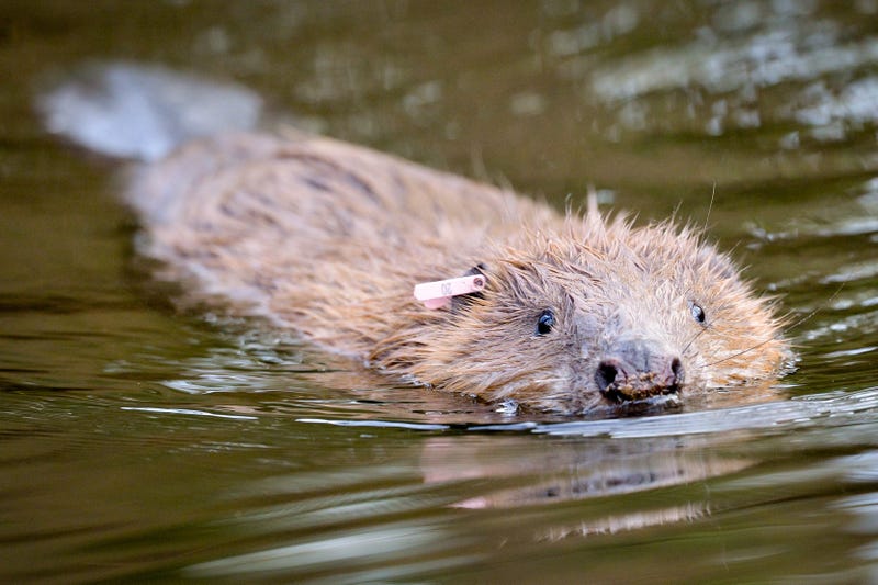 8/17/2020 - File photo dated 30/1/2020 of a beaver. Beavers should be allowed to stay on a number of English rivers where they are already living wild, the Government has been urged. (Photo by PA Images/Sipa USA) *** US Rights Only ***