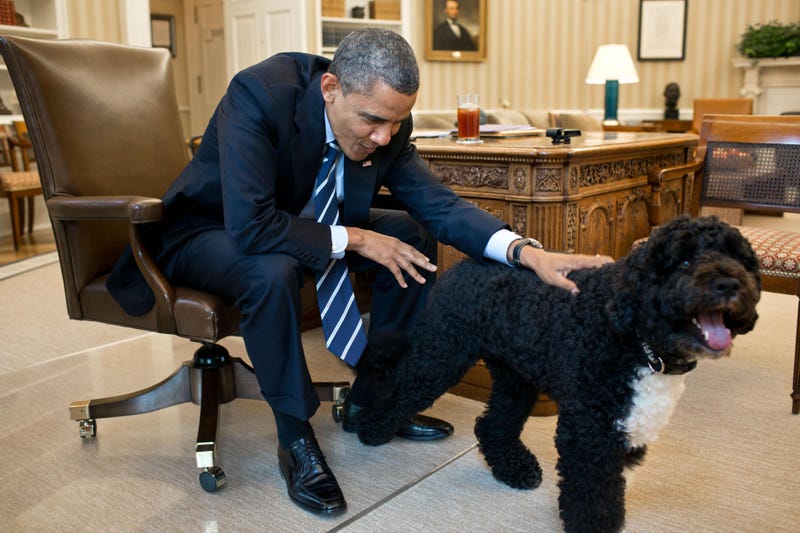 President Barack Obama pets Bo, the Obama family dog, in the Oval Office, June 21, 2012