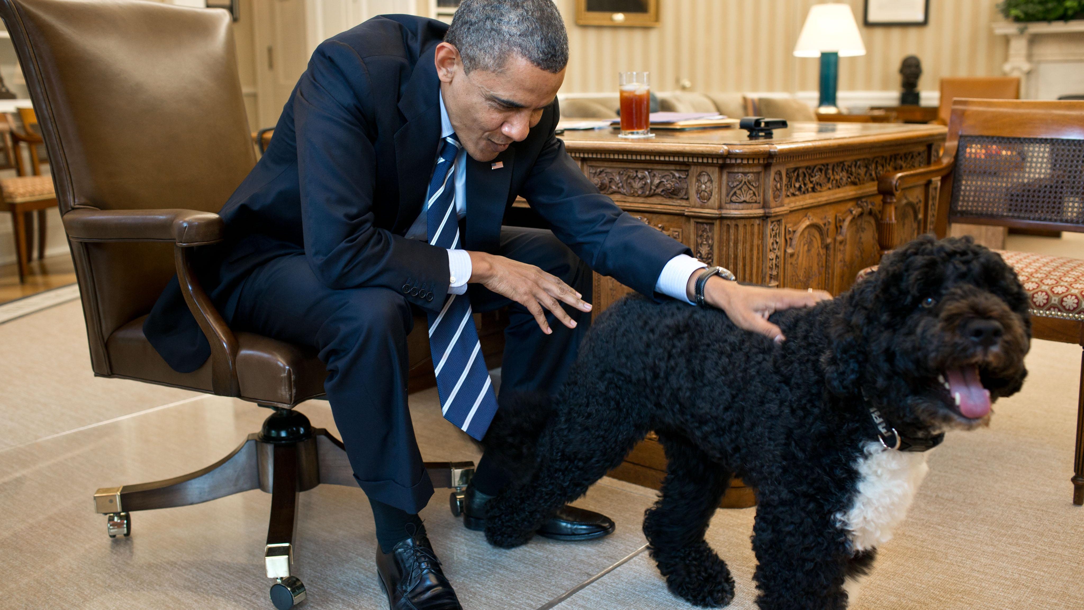 Obama family dog Bo dies of cancer