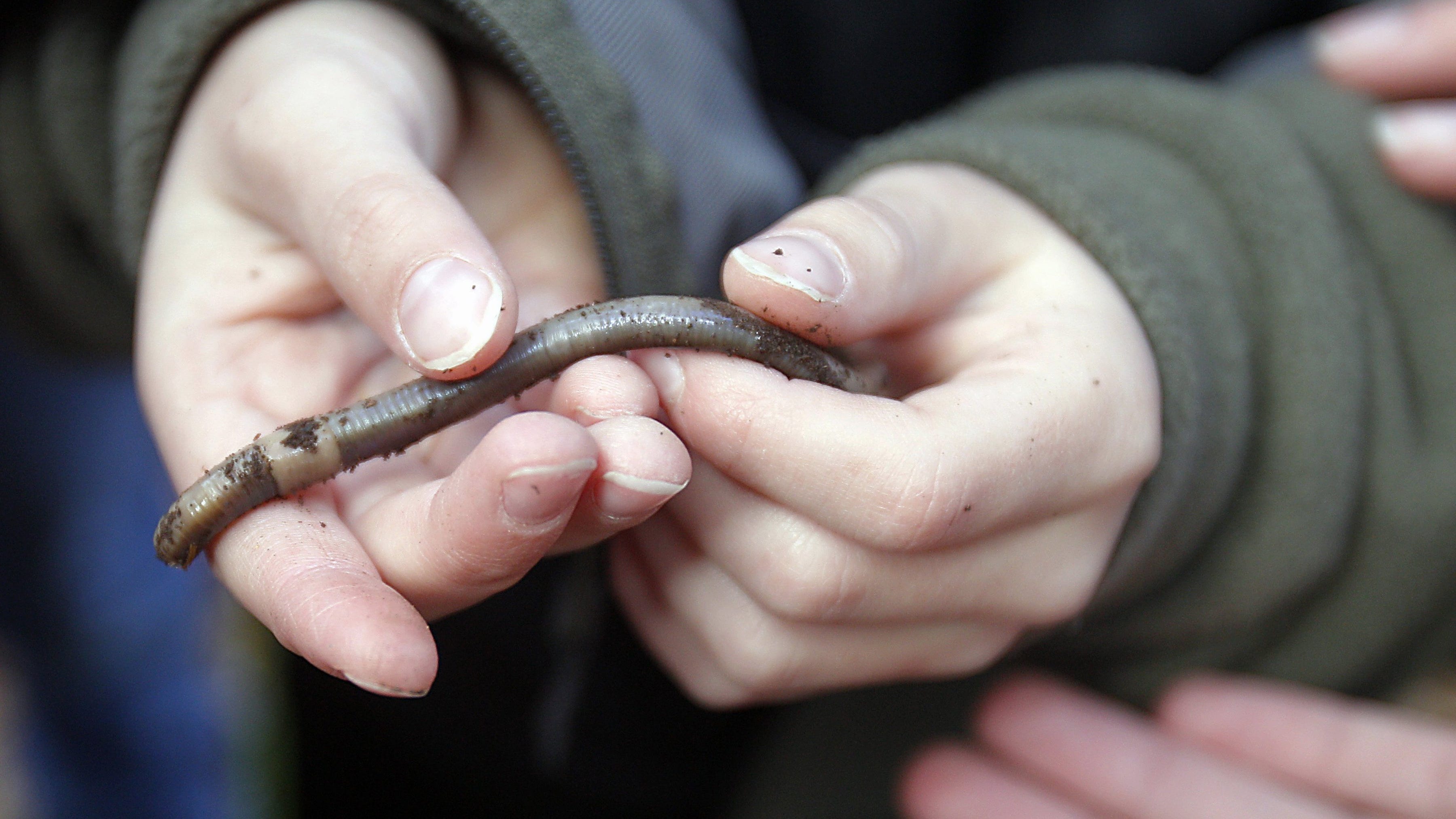 MN DNR concerned about "jumping worms", an invasive species from Asia