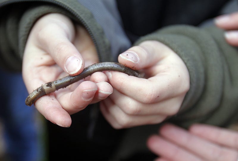 Jumping Worms