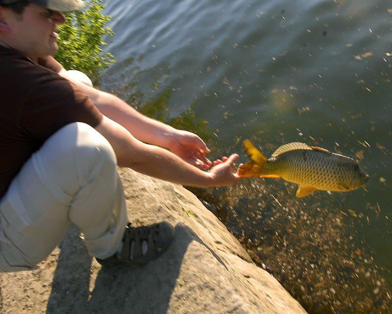 A man releases a carp he caught in the Schuylkill River in Philadelphia.