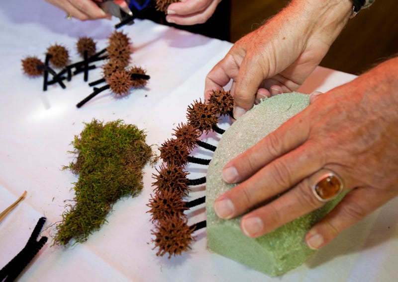 Sweetgum Trees Are A Problem In Mentor
