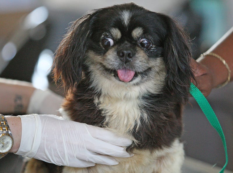A dog retrieved from a puppy mill in Texas