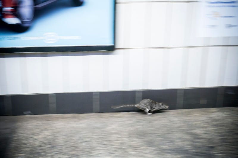 A rat in the subway