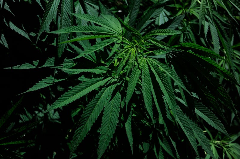 Marijuana