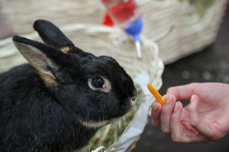 Bunny rabbit