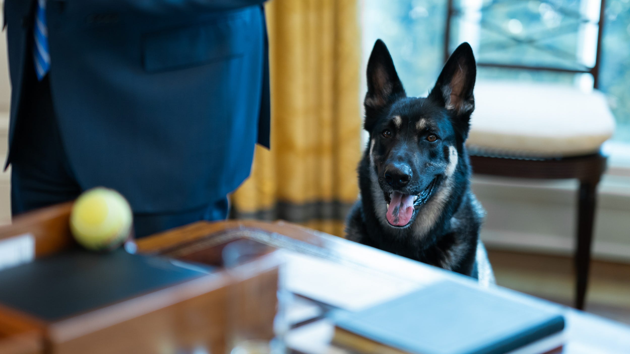 Biden’s dog Major getting special training ahead of White House cat’s arrival