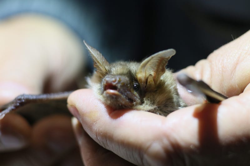 Real Live Bat Flies Into Theatre During Batman Movie