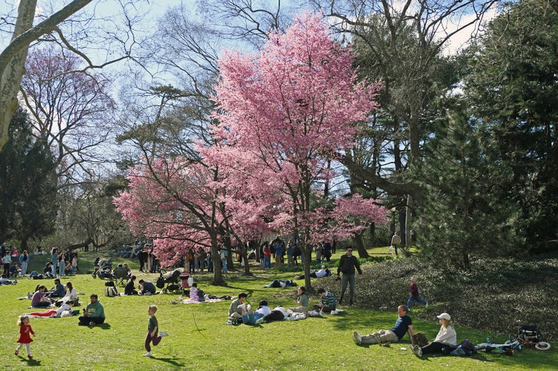 People spend time around cherry blossoms at Central Park on March 17, 2024. Cold weather could threaten the park's cherry blossoms