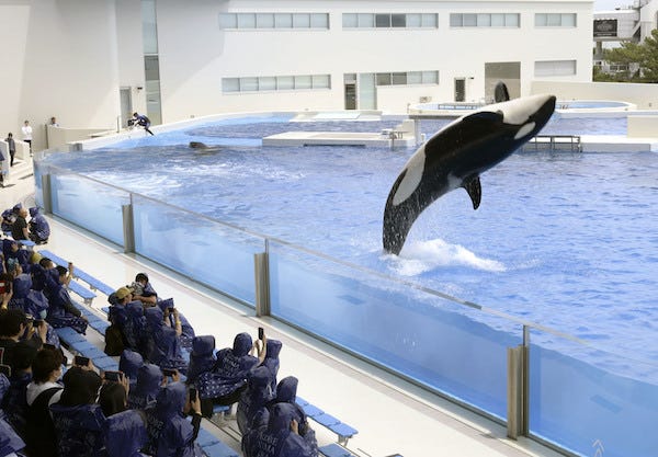 Killer Whale show held at SeaWorld
