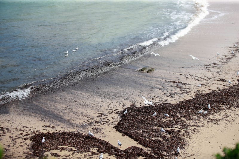 This photo taken on Oct. 16, 2024 shows mysterious black balls of debris washed ashore on Coogee Beach in Sydney, Australia.