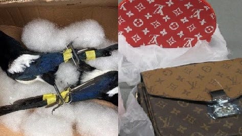 Dead birds, fox skull, knockoff Thai purses seized at O'Hare