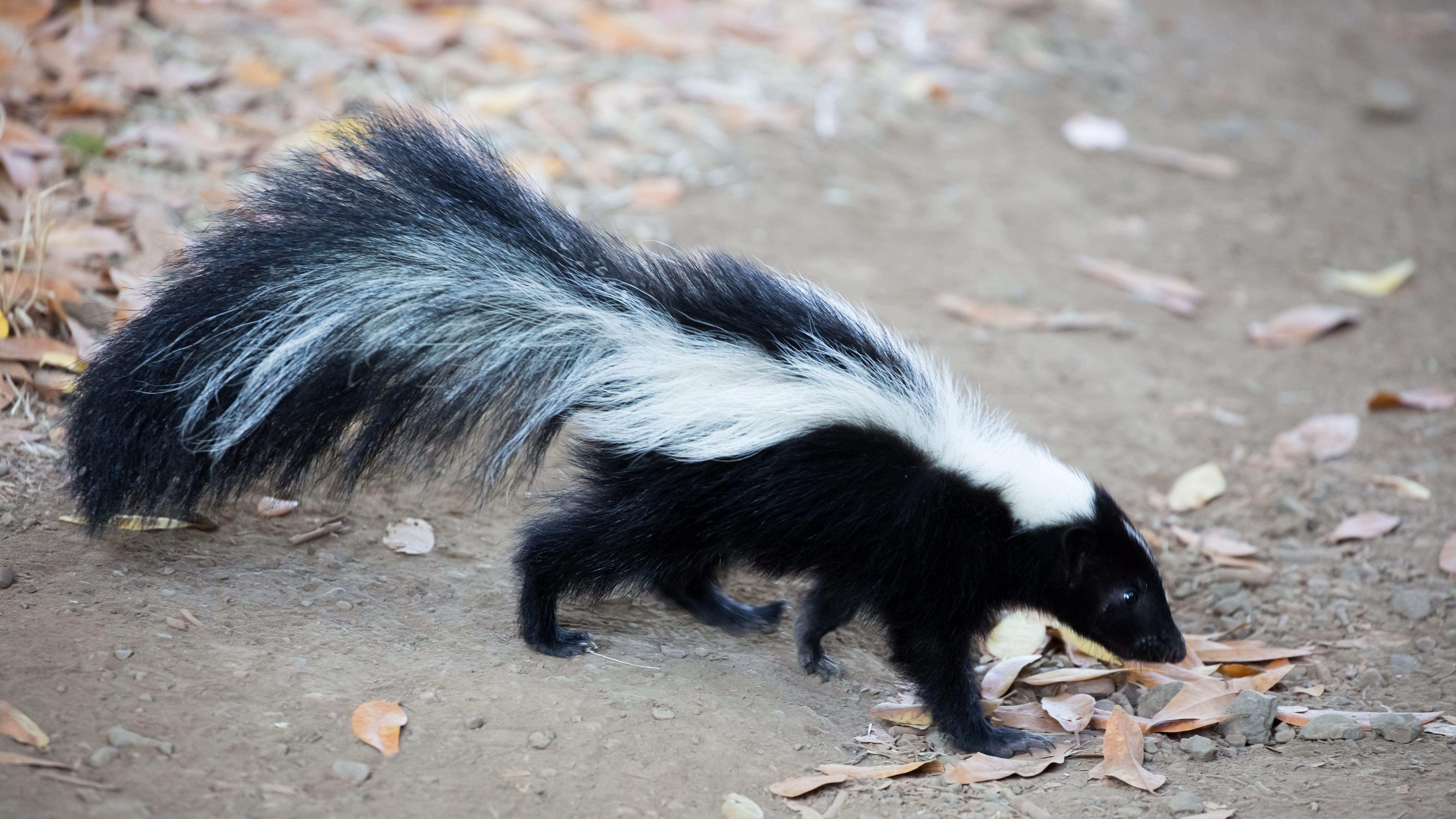 'Love is in the air': It's skunk mating season