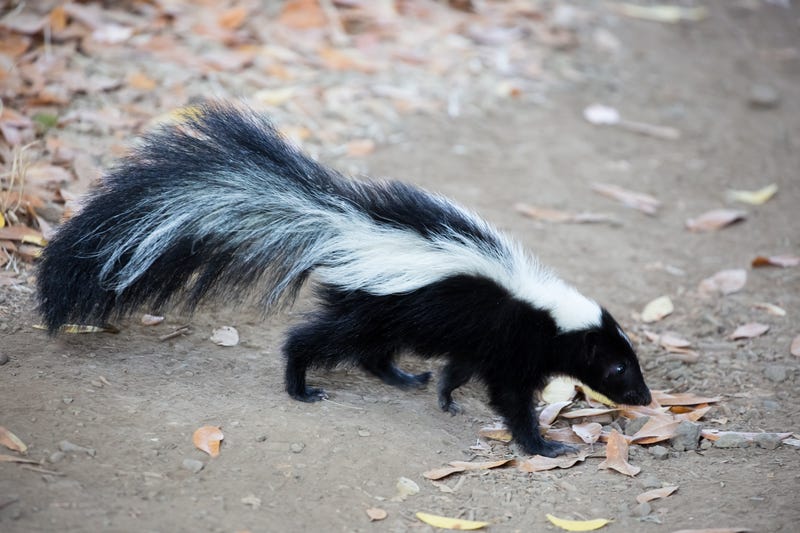file image of a skunk walking through leaves
