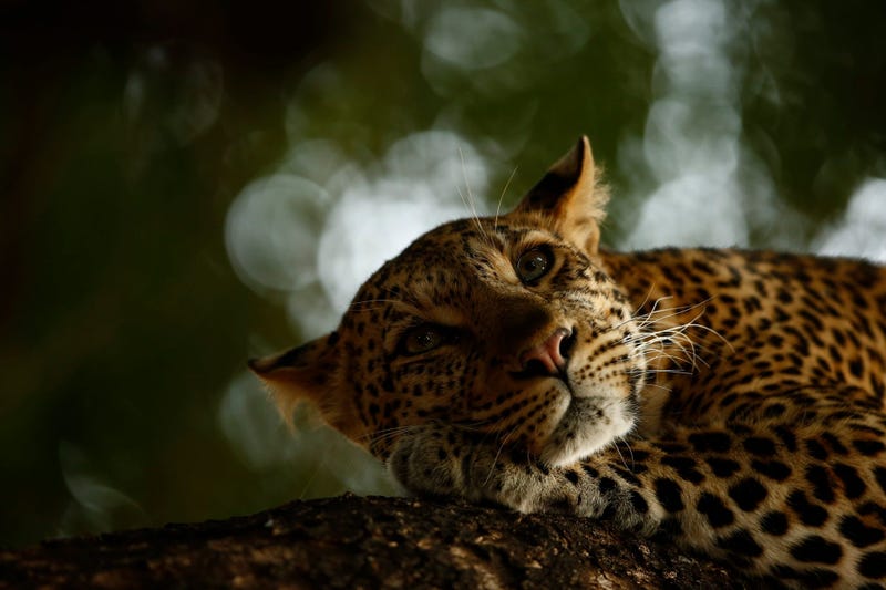 Skye Meaker, age 15, photographed this sleepy leopard in the Mashatu Game Reserve of Botswana. Due to habitat loss and illegal trade, leopards are now considered vulnerable.