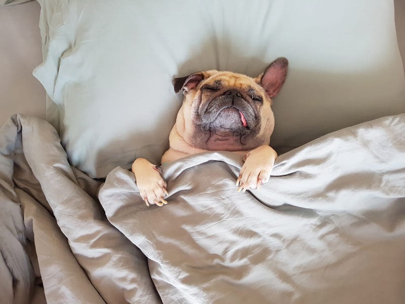 tucked in sleeping pug dog