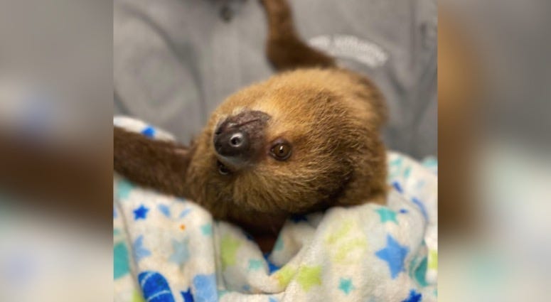 sloth