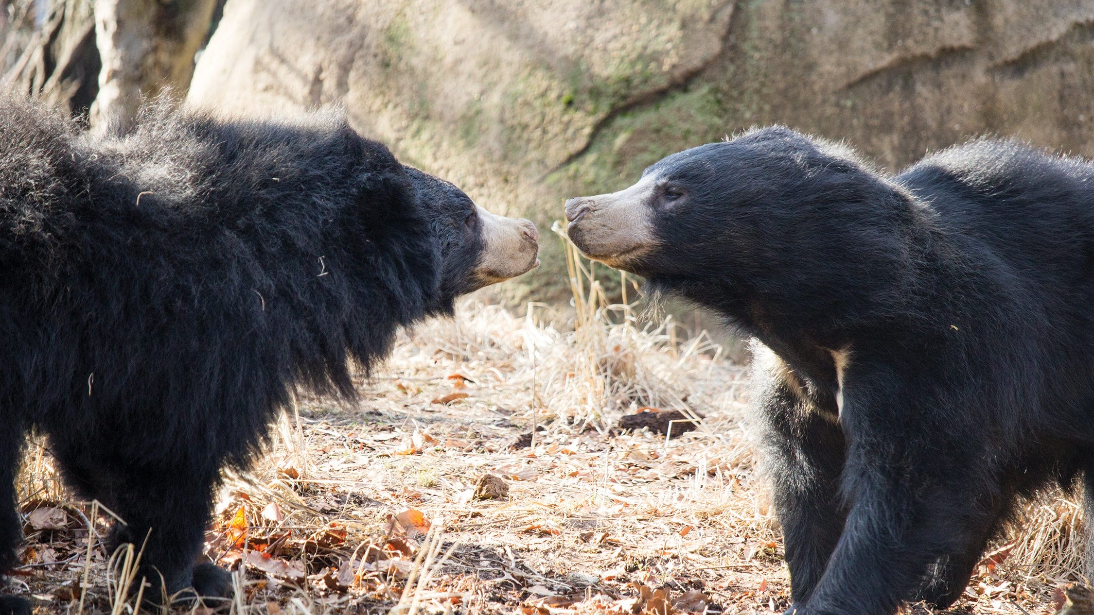 Philadelphia Zoo welcomes first baby sloth bear in more than 20 years
