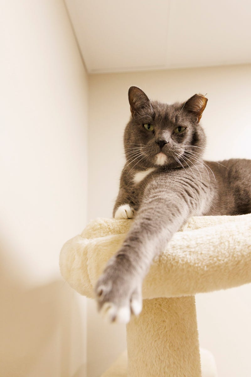 The Humane Society of North Central Florida