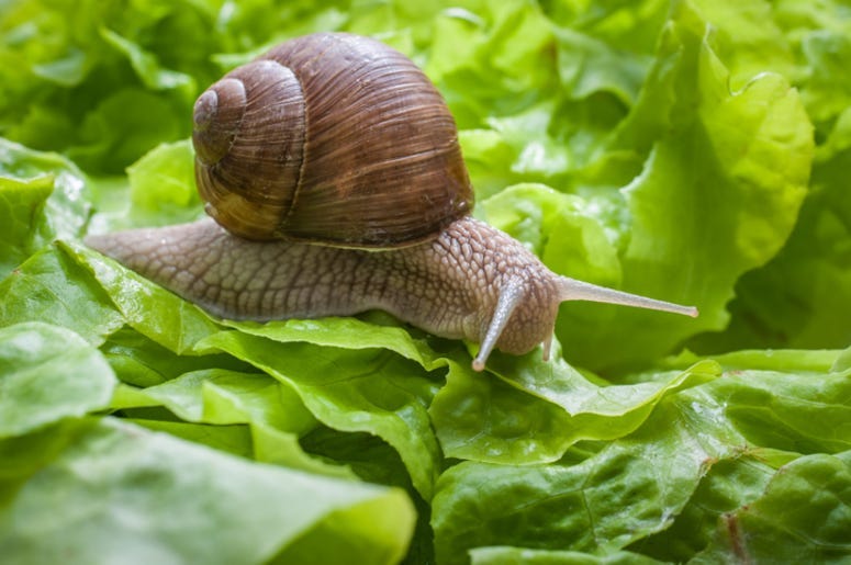 Snail