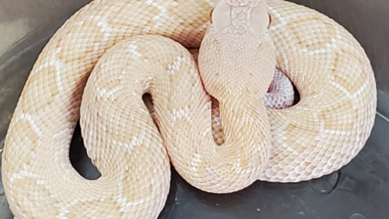 Rare albino Diamondback rattlesnake found in Texas hill country